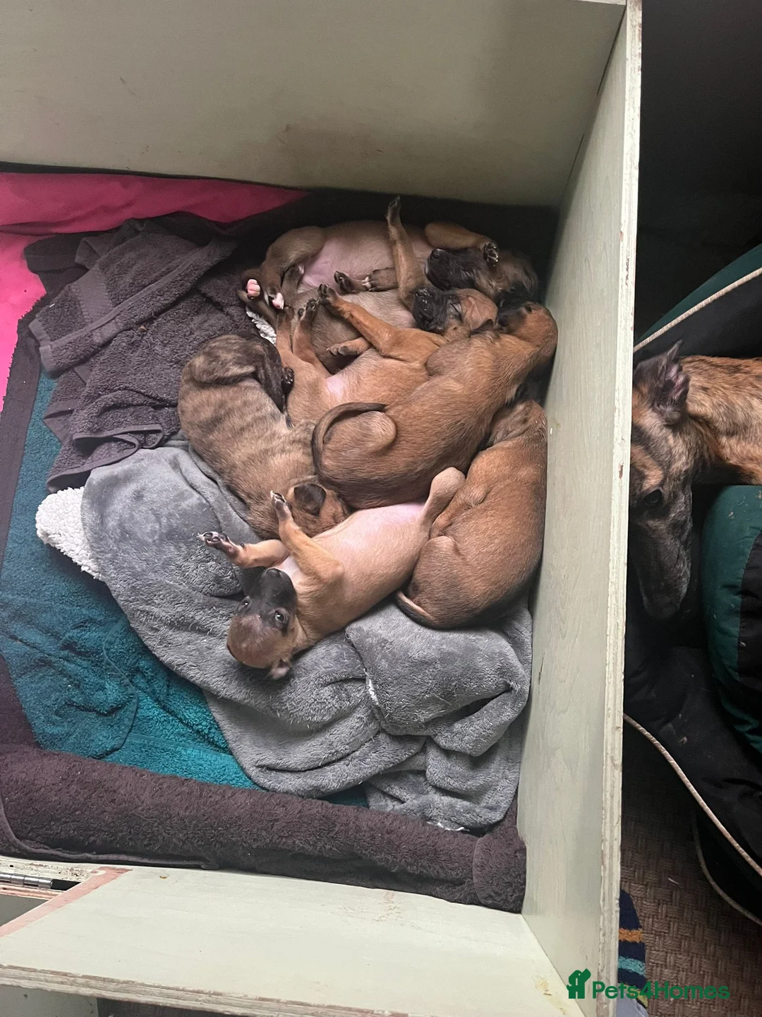 Mixed Breed dogs for sale: All Girls Greyhound/Whippet/Lurcher Cross Puppies! - Advert 27
