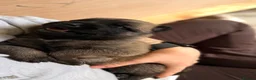 Mixed Breed dogs for sale: Incredible Belgian MalinoisxGerman shepherd pups - Advert 15
