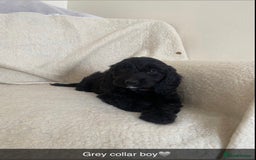 Cockapoo dogs for sale: 5 gorgeous cockapoo pups for sale  - Image 5