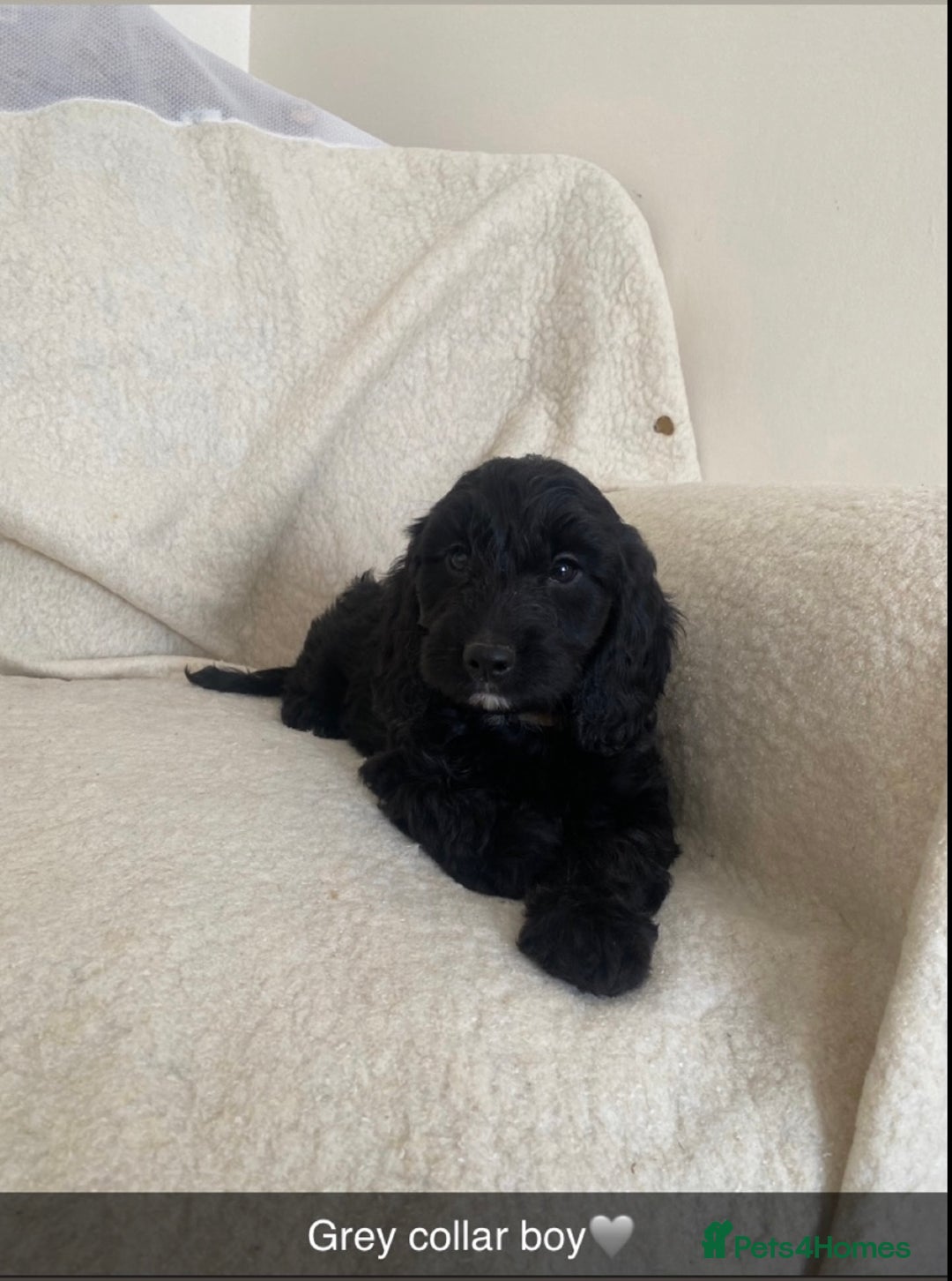 Cockapoo dogs for sale: 5 gorgeous cockapoo pups for sale  - Image 5