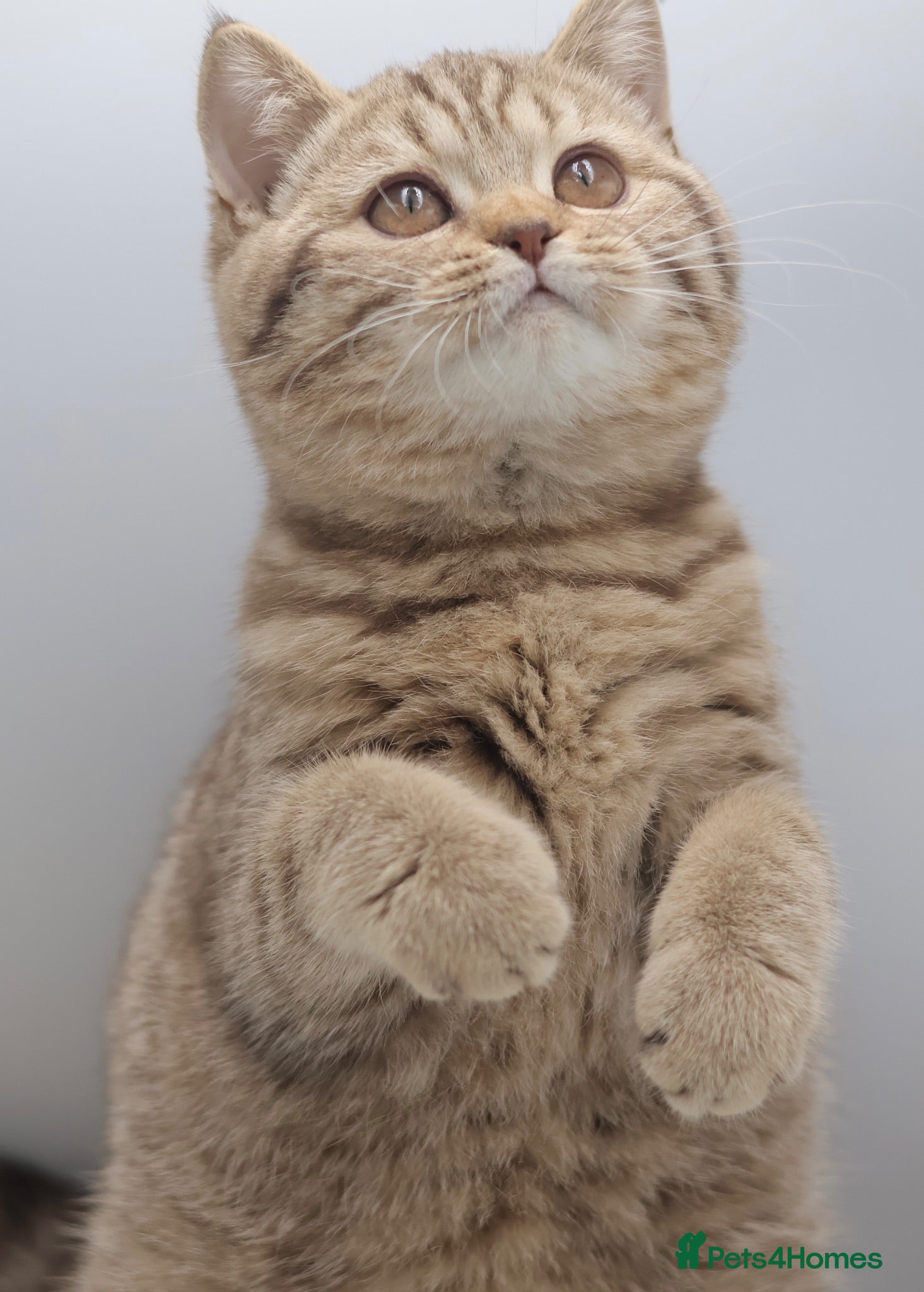 British Shorthair cats LOVING HOMES WANTED FOR BRITISH SHORTHAIR GIRLS - Advert 5