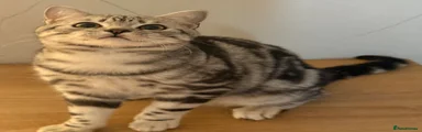 Arlo
