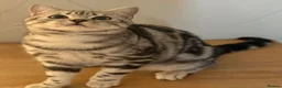 British Shorthair cats for sale: GCCF registered top quality BSH silver tabby boys  - Advert 2