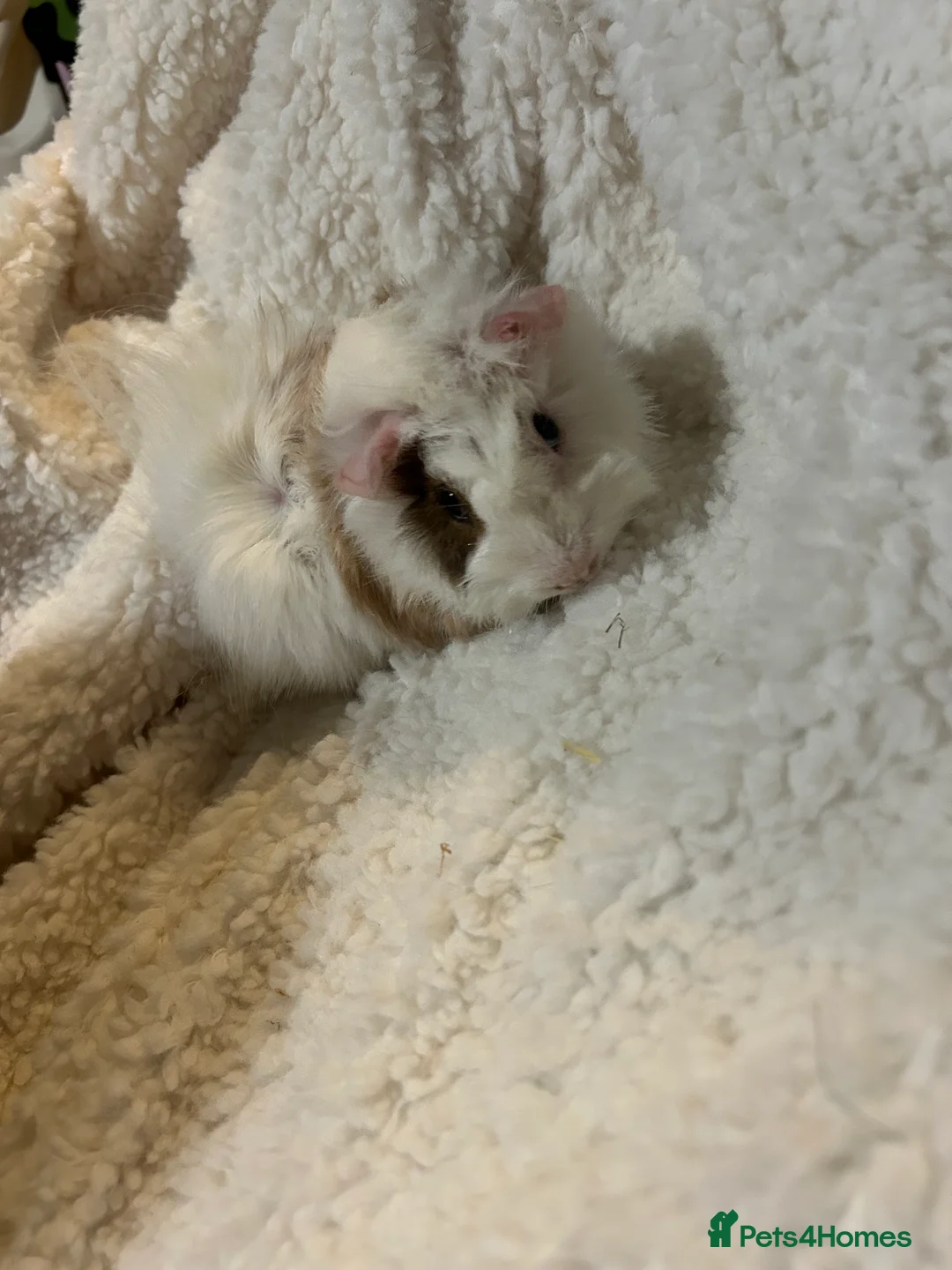 Guinea Pig rodents for sale: Super Cute/fluffy Rosetta Guinea Pigs  - Advert 2