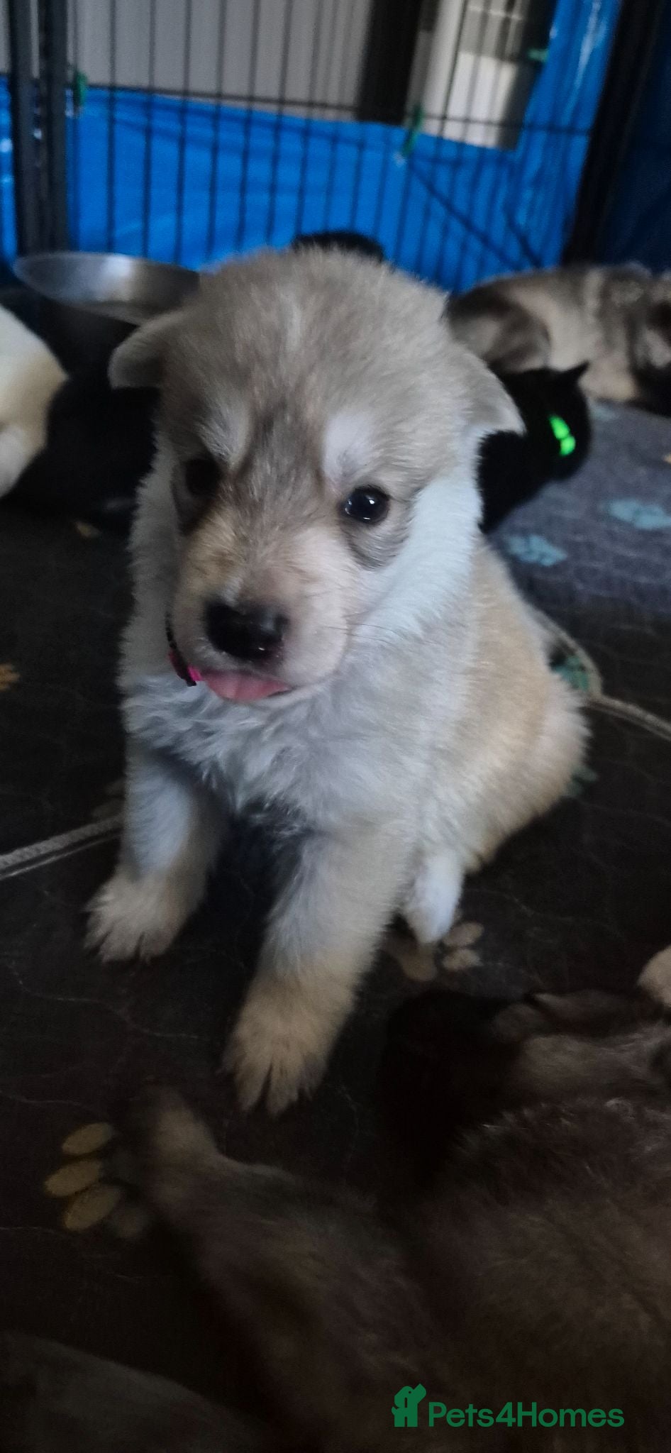 Mixed Breed dogs Pups  mum gsdx Alaskan malamute Dad is full gsd  - Advert 4