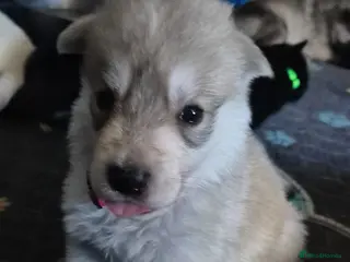 Mixed Breed dogs Pups mum gsdx Alaskan malamute Dad is full gsd - Advert 2