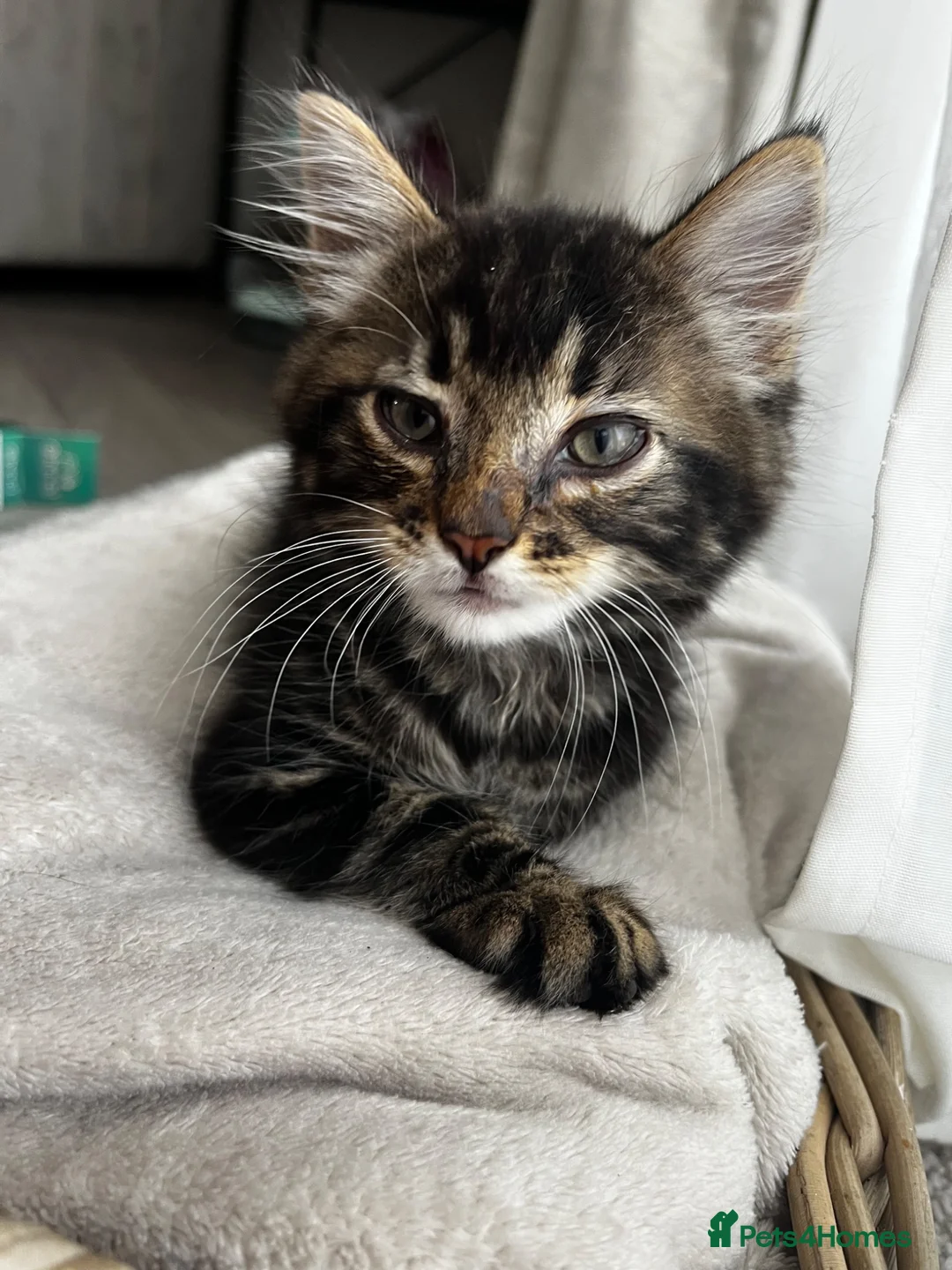 Mixed Breed cats for sale: 2 adorable kittens  - Advert 2