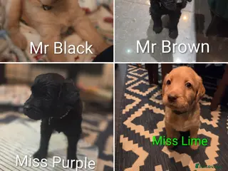 Labradoodle dogs Labradoodle Puppies - Advert 5