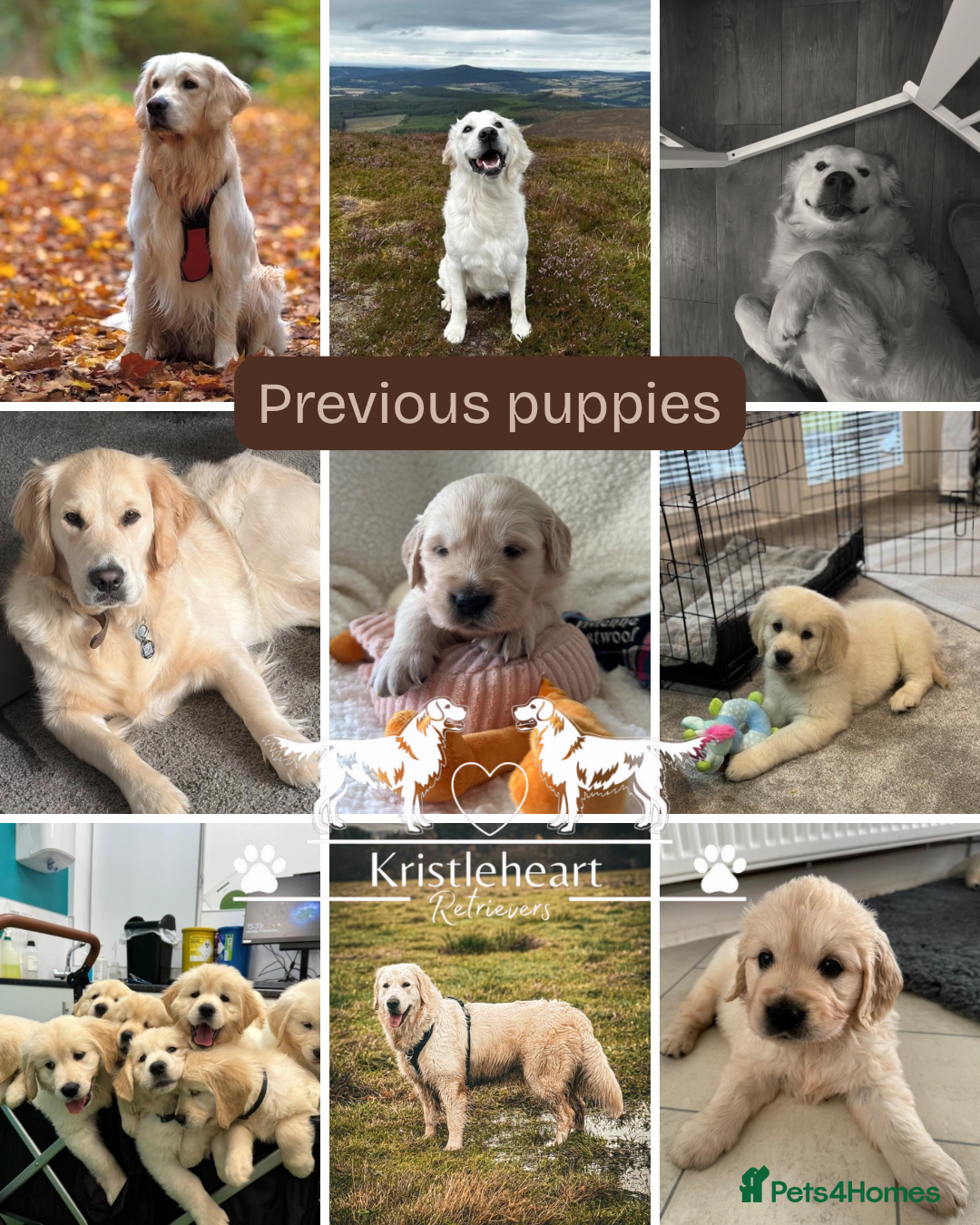 Golden Retriever dogs for sale: KC FULLY TESTED PUPPIES DUE - Advert 2