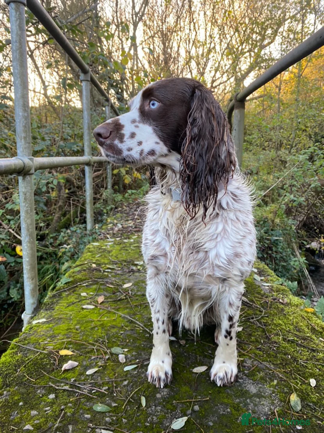 English Springer Spaniel dogs for sale: Springer Spaniels, liver and white, North Wales. - Advert 6
