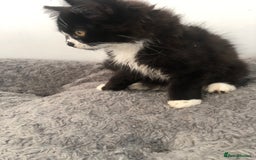 Mixed Breed cats for sale: Kitten for sale  - Image 4