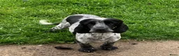 Cocker Spaniel dogs for sale: Outstanding Show Type Cocker Spaniel Puppies - Advert 29