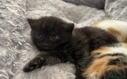 Mixed Breed cats for sale: 3 mixed breed kittens available - Image 10