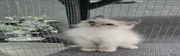 Ragdoll cats for sale: Ragdoll kittens boy n girl  - Advert 2
