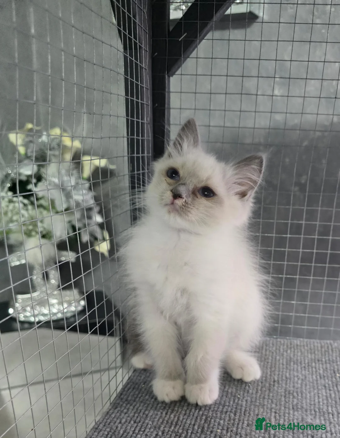 Ragdoll cats for sale: Ragdoll kittens boy n girl  - Advert 2