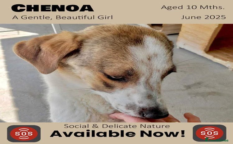 Mixed Breed dogs - Advert 1
