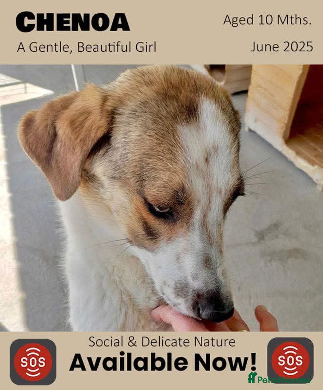 Mixed Breed dogs for adoption: Chenoa, Approx 10 months. Available for adoption. - Image 1