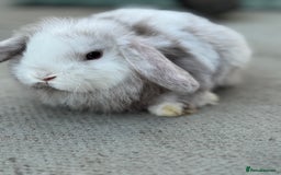 Mini Lop rabbits for sale: Baby mini lops  - Image 2