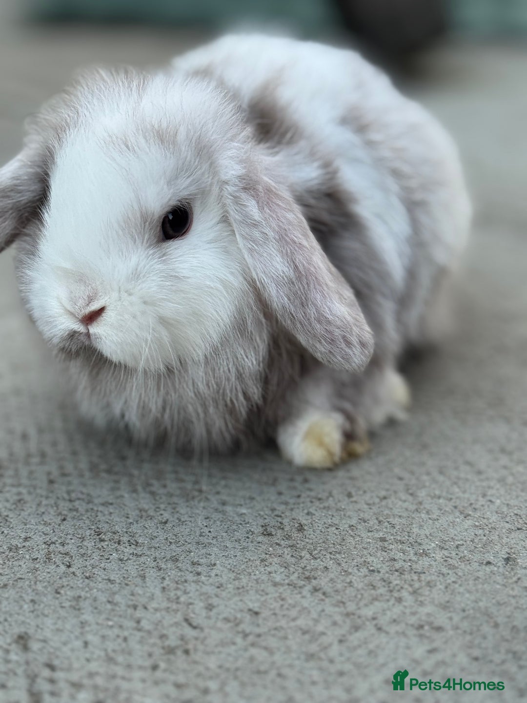 Mini Lop rabbits for sale: Baby mini lops  - Image 2