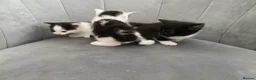Mixed Breed cats for sale: Beautiful kittens ❤️🐈❤️🐈 - Advert 8