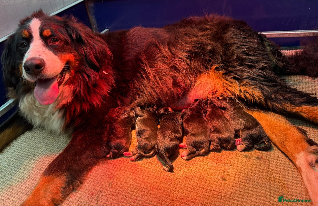 Bernese Mountain Dog dogs for sale: Bernese Mountain Dog Pups  - Image 17