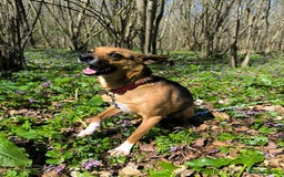 Mixed Breed dogs for adoption: 💖🐶 BARBIE 🐶💖 - Image 8