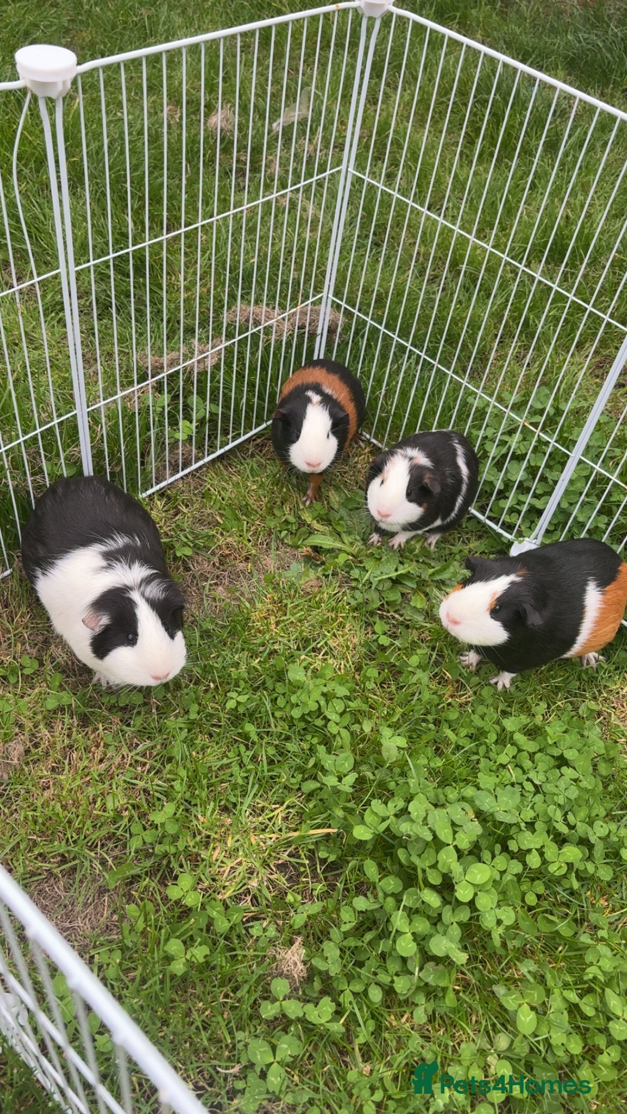 Guinea Pig rodents Mixed guinea pigs  - Advert 7