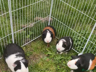 Guinea Pig rodents Mixed guinea pigs - Advert 7