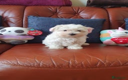 Havanese dogs for sale: Extra mini Havanese x Maltese puppies - Image 5