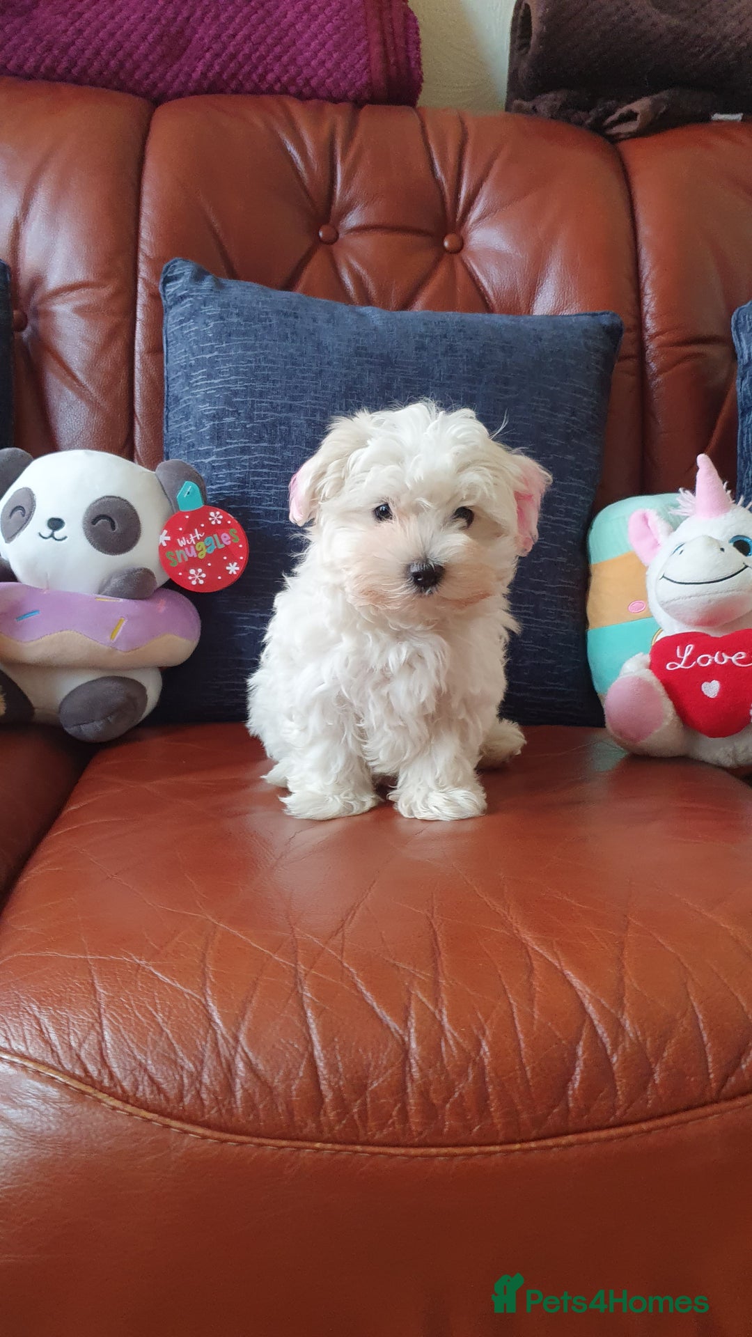 Havanese dogs for sale: Extra mini Havanese x Maltese puppies - Image 5