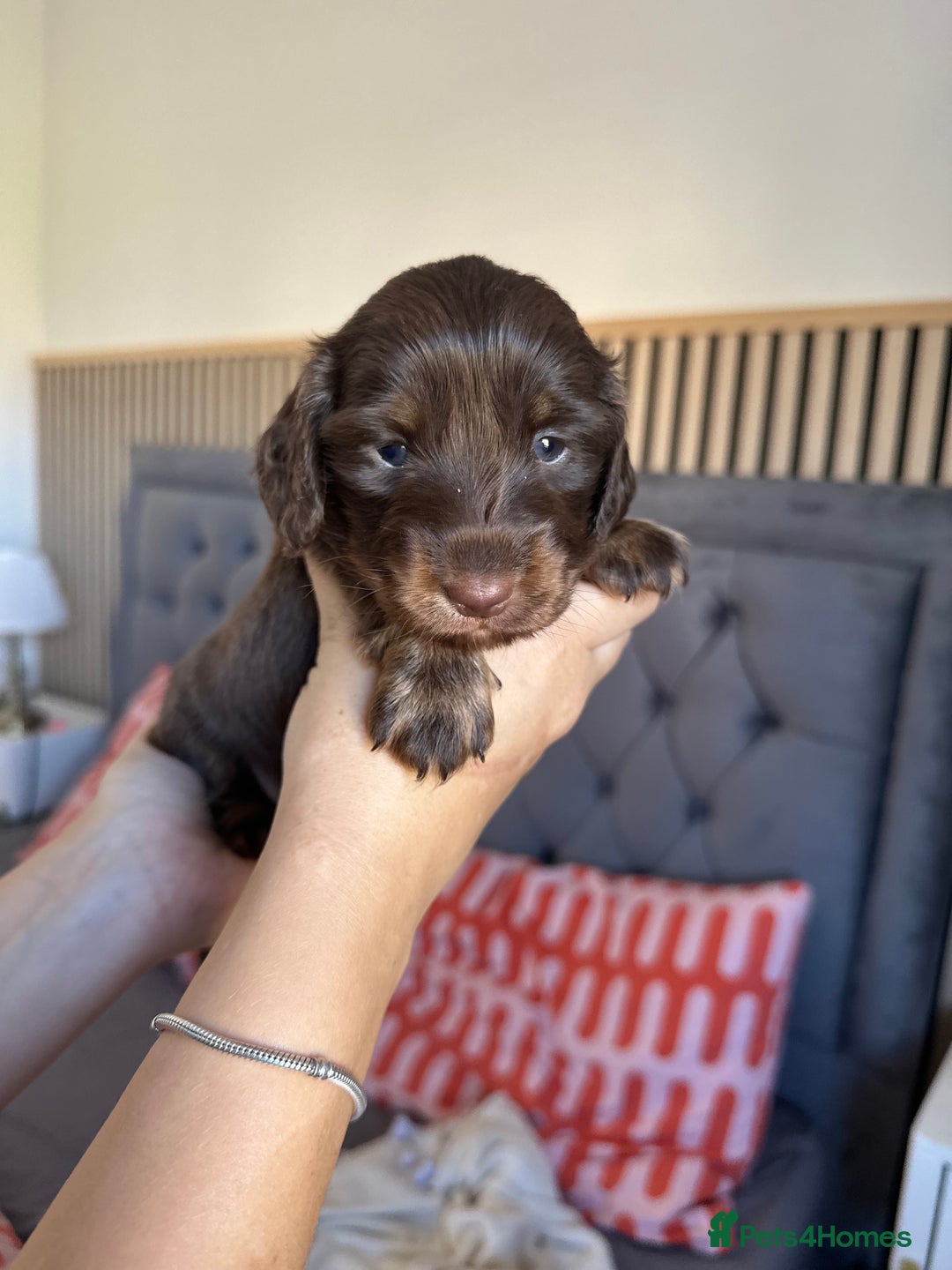 Miniature Dachshund dogs for sale: Exceptional quality long haired mini dachshunds - Image 23