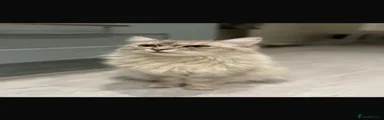 Ragdoll 1