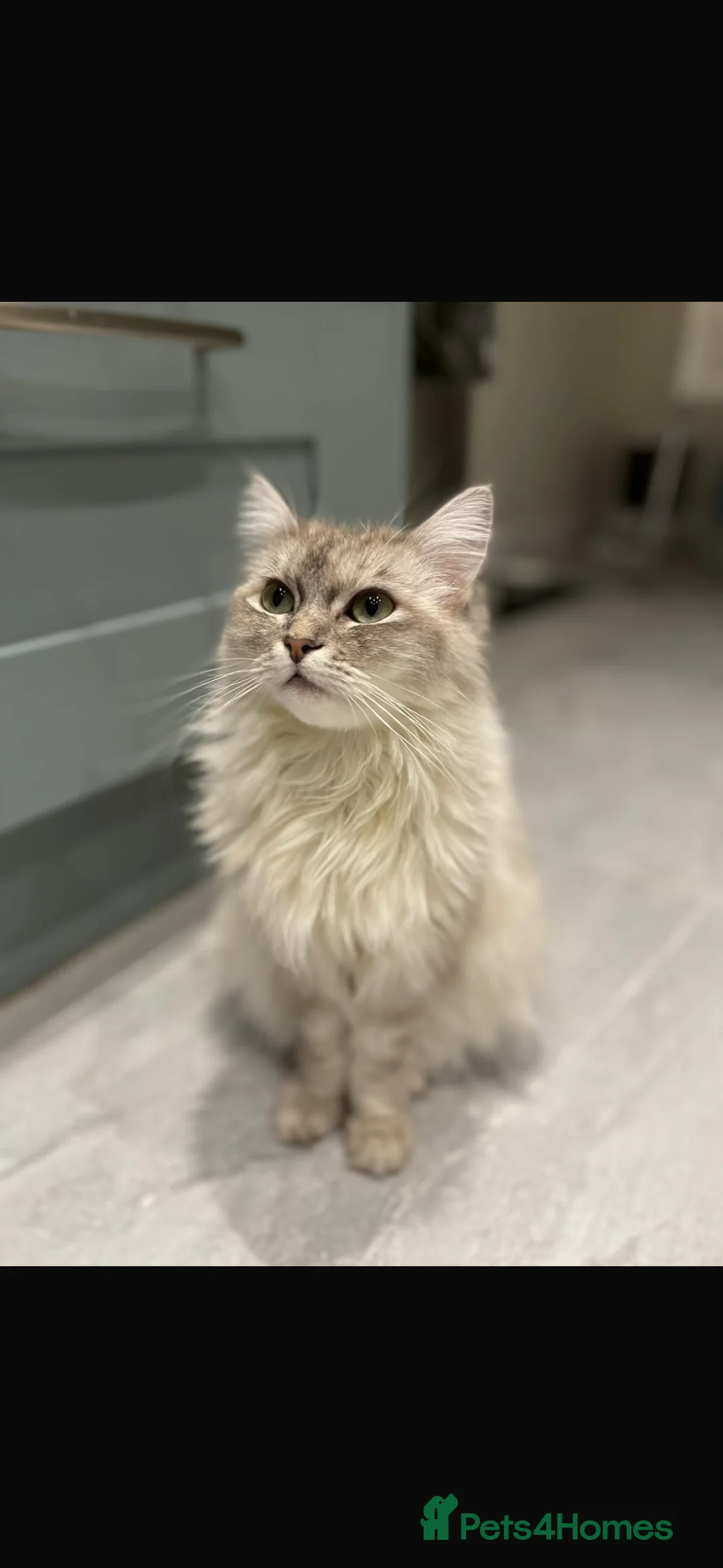 Ragdoll cats for sale: Ragdoll - Talulah - Advert 2