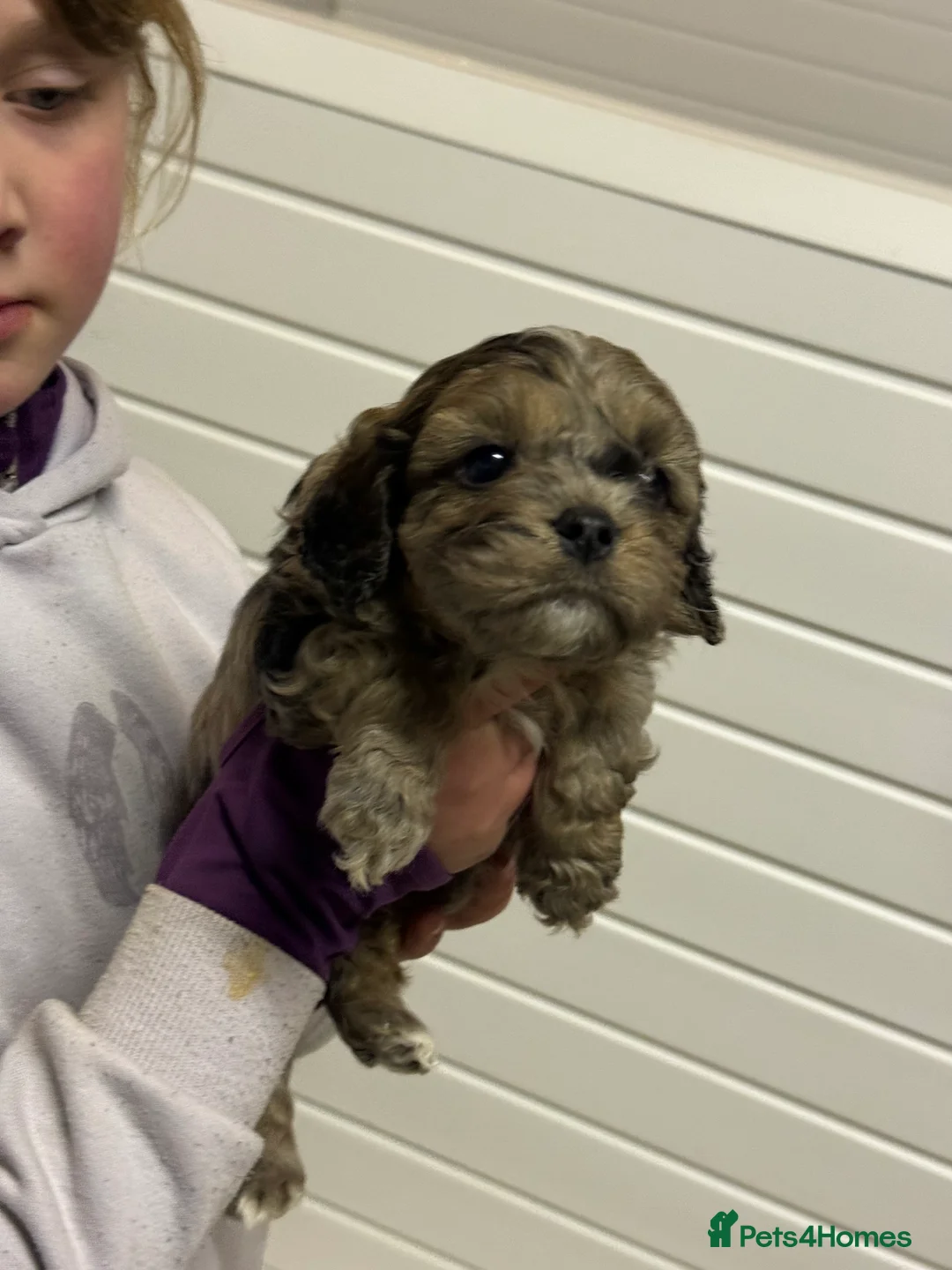 Cavapoo dogs for sale: Ready Now Stunning F1 Cavapoo boy - Advert 13