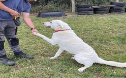 Mixed Breed dogs for adoption: DOUGIE - looking for an active guardian. - Image 16