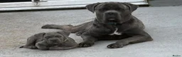 Cane Corso dogs for sale: Pocket bully x Cane Corso - Advert 2