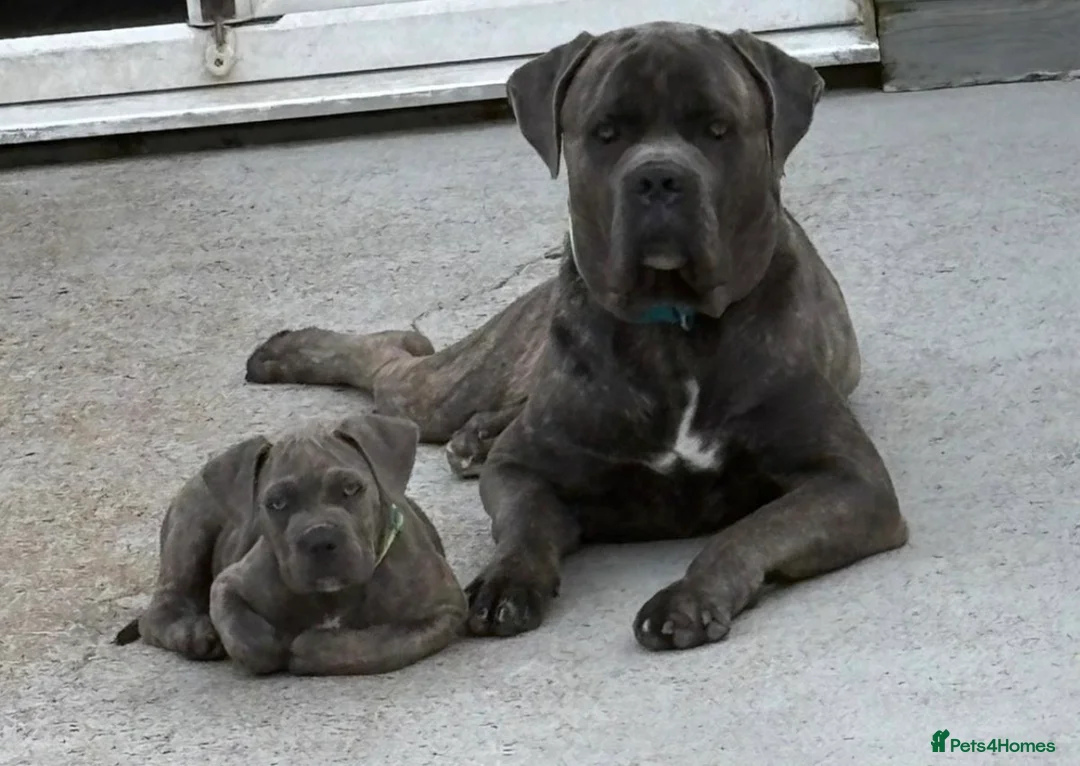 Cane Corso dogs for sale: Pocket bully x Cane Corso - Advert 2