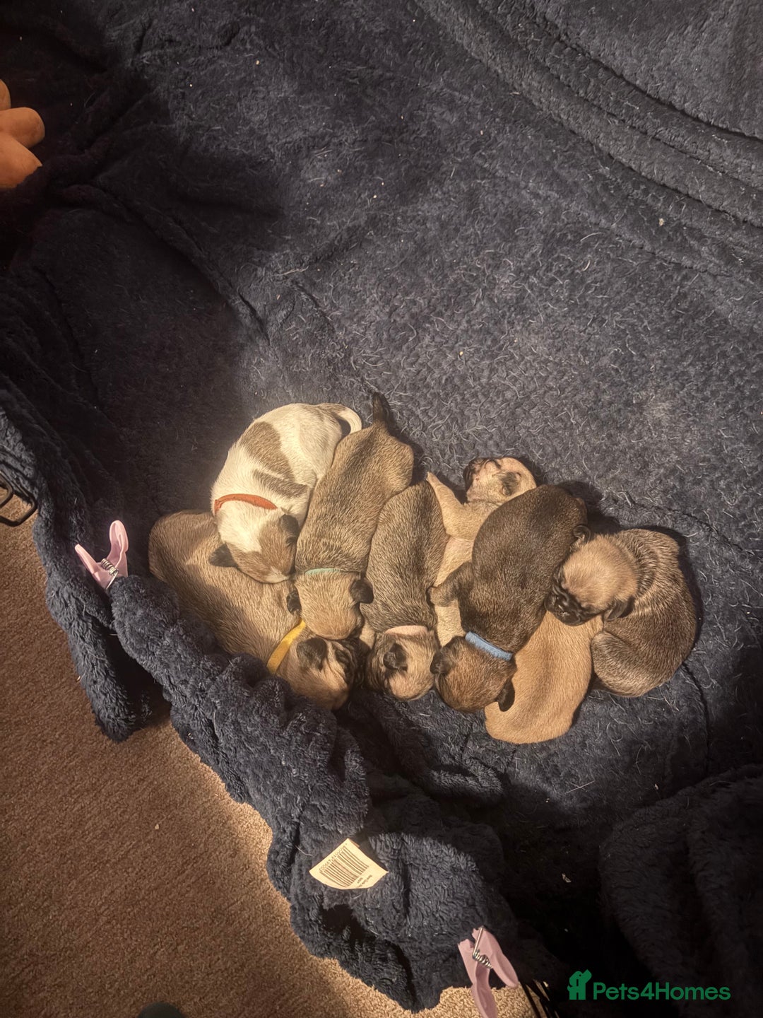 Pug dogs for sale: Pug Puppies  - Image 24