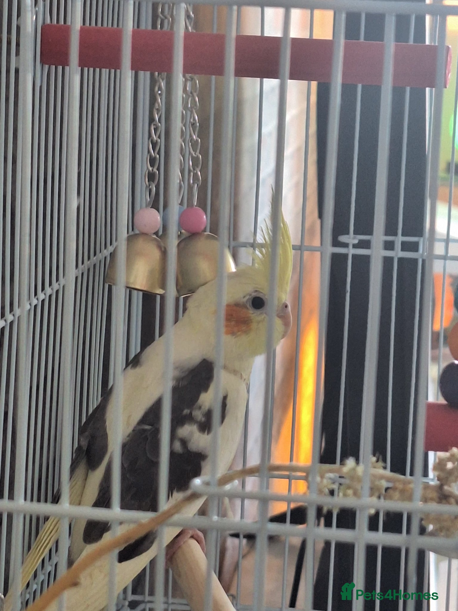 Cockatiels birds BABY BOY COCKATIEL – 2 MONTHS OLD + FULL SETUP!   - Advert 1