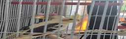 Cockatiels birds for sale: BABY BOY COCKATIEL – 2 MONTHS OLD + FULL SETUP!   - Advert 1