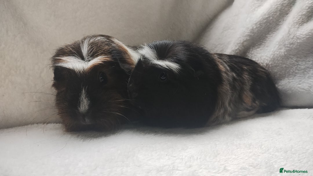 Guinea Pig rodents for sale: Mother and daughter guinea pig sows  - Advert 4