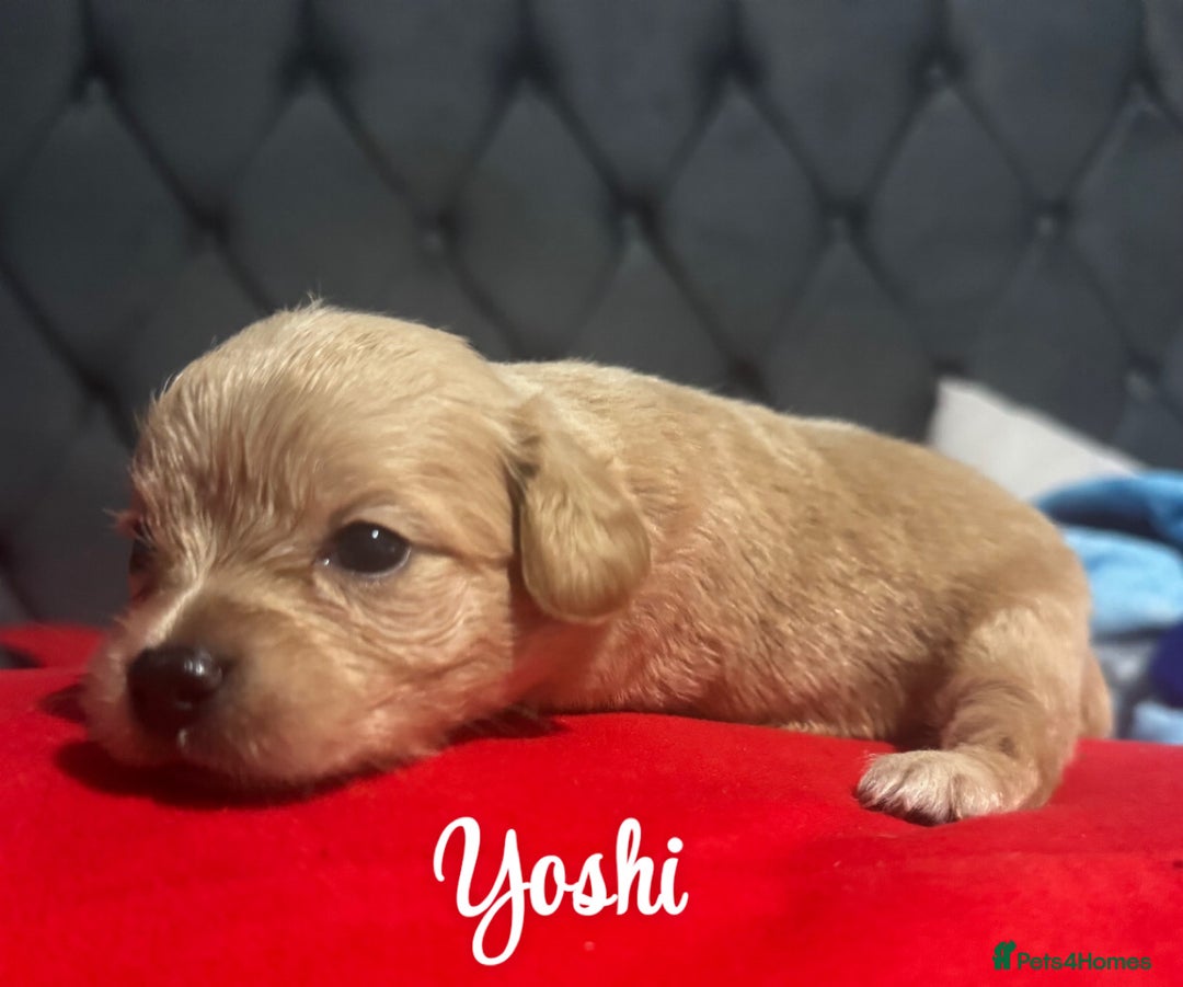 Chipoo dogs for sale: READY TO LEAVE THIS WEEK! Chipoo puppies - Advert 5