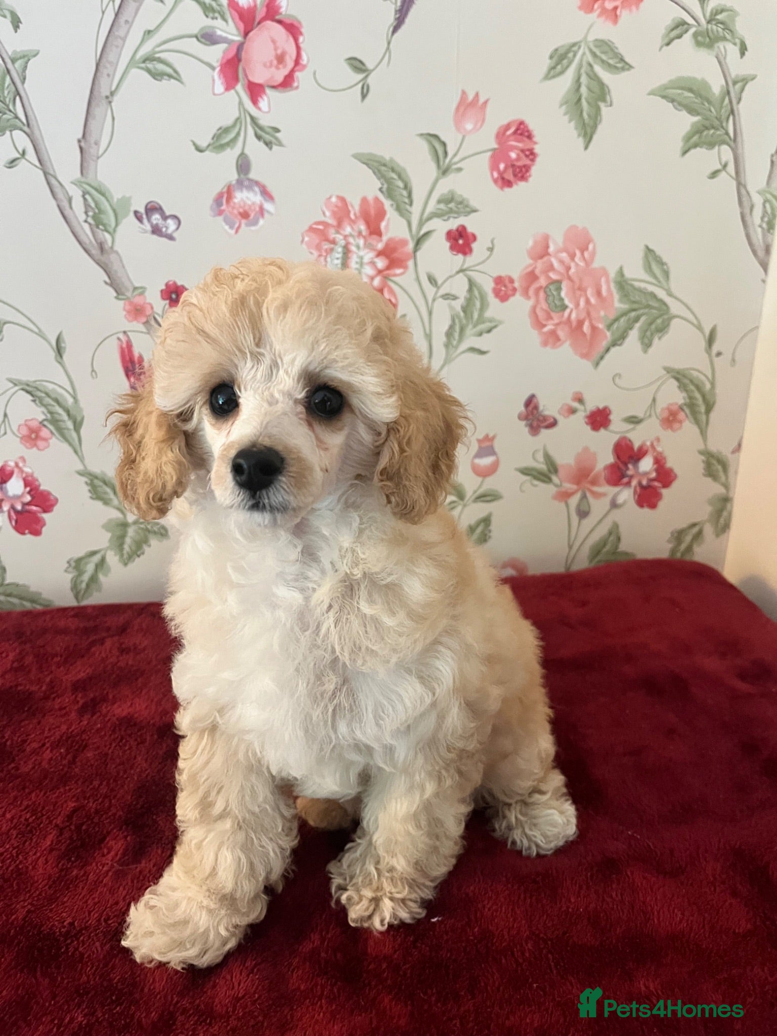 Toy Poodle dogs 🐩 extensively health tested Kc Toy poodle Puppies - Advert 15