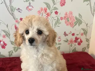 Toy Poodle dogs 🐩 extensively health tested Kc Toy poodle Puppies - Advert 15