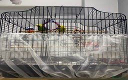 Budgerigars birds for sale: 2 Budgies and cage for sale - Image 4