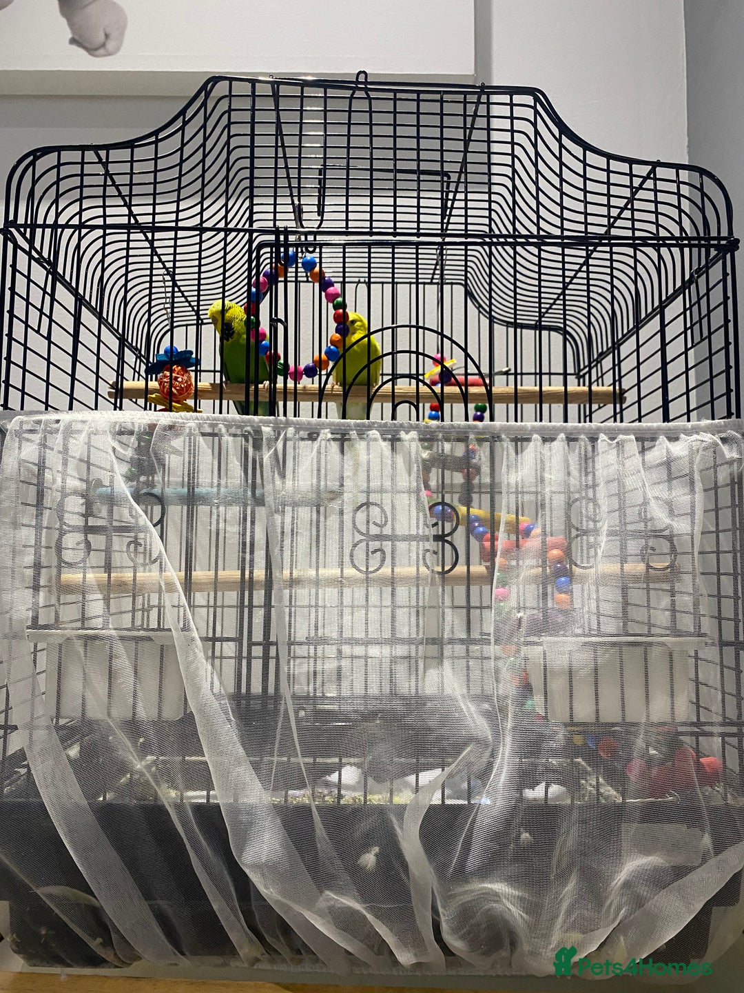 Budgerigars birds for sale: 2 Budgies and cage for sale - Image 4