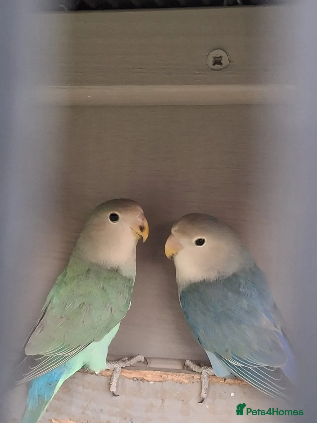 Lovebirds birds for sale: Love birds - Advert 1