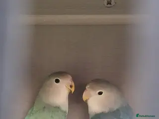 Lovebirds birds Love birds - Advert 1