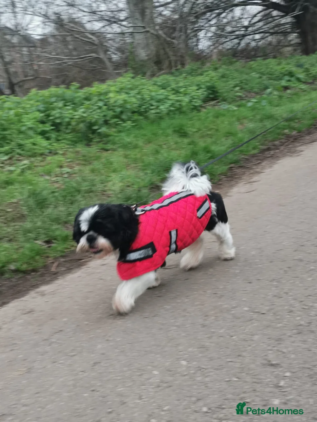 Shih Tzu dogs for stud: Lucky name in Taunton - Advert 1