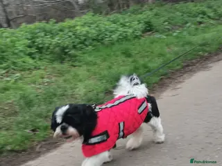 Shih Tzu dogs Lucky name - Advert 6